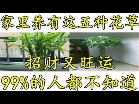 店門口植物|大門口適合放什麼植物？風水師推薦發財樹、富貴竹、。